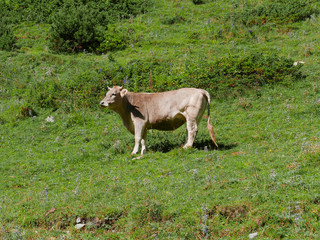 brown cow in a Pyrenees Alpine meadow and with beautiful mountains landscape with pasture
