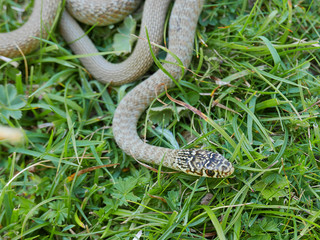 Fototapeta premium closeup photography of the snake Hierophis viridiflavus, the green whip snake or western whip snake ,pyrenees catalonia Spain. 