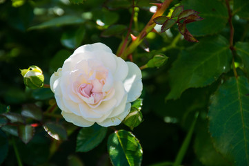 tender pink rose flower on green background