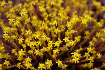 close up of yellow flowers