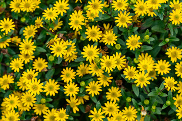 top view of yellow flowers background 