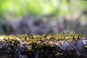 moss on tree