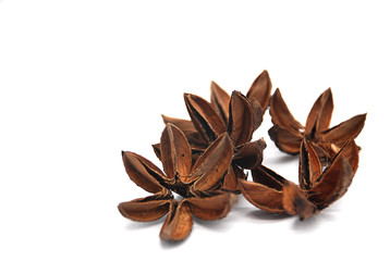 Pods of trees on white background