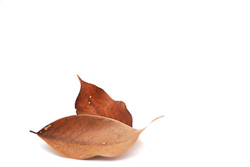 Fototapeta premium Dry leaves on white background