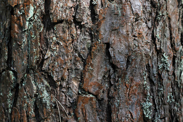 bark of a tree