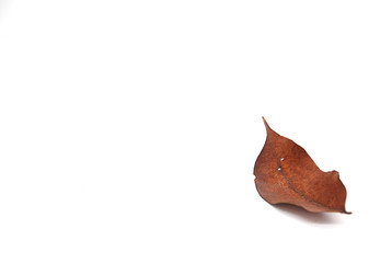 Fototapeta premium Dry leaves on white background