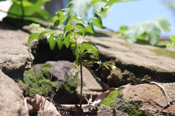 self germinated and self grown plant coming from the bricks of the old broken wall without any mud