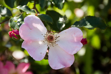 rose-hip flowers on green background