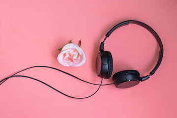 Headphones and rose on a pink background. Singing and music lessons concept. Photo