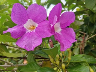purple flowers in the garden