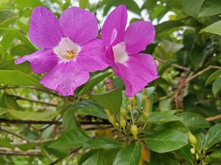 purple flowers in the garden