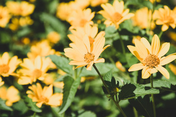  yellow calendula flowers on green background