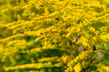 yellow flowers in the field with some insects