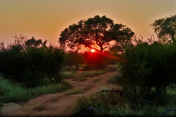 Die Sonne geht hinter einem Marula Baum unter