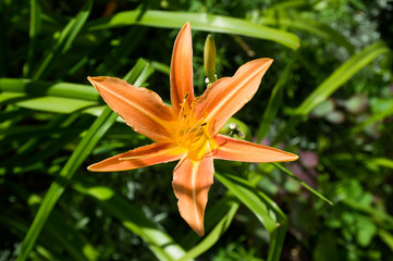 orange tiger lily flower on green background