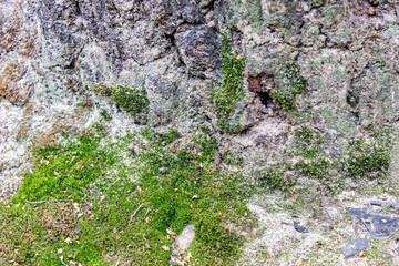 Texture of the stone on which green moss grows.