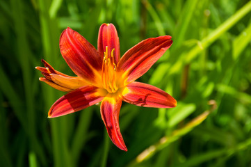 Fototapeta premium orange tiger lily flower on green background