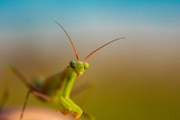 Close up shot of a Green Praying Mantis Mantid, family Mantidae, with black background. copy space