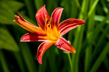Obraz premium orange tiger lily flower on green background