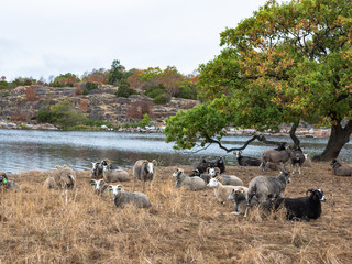 Sheep in Sweden