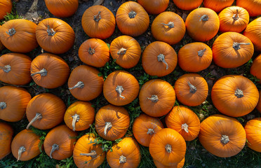 sehr viele orange Kürbisse liegen auf einem Haufen	