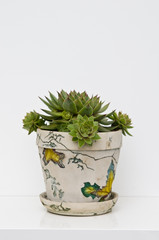 Decorative green succulent in a pot on shelf