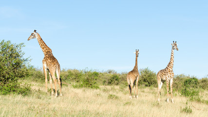 Three Masai giraffes (Giraffa Camelopardalis Tippelskirchii) in Maasai Mara National Reserve, Kenya