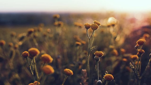 Tansy flowers in a field at sunset. The evening sun shines over the wild plants, the stalks of grass sway calmly in the wind in the meadow. Focus changes from foreground to background.