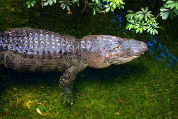  crocodile standing in the river water 