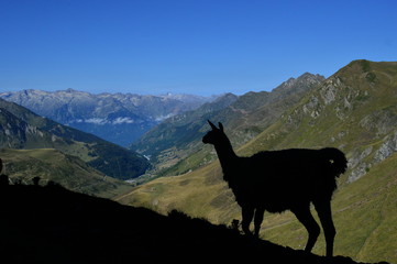 mountain goat in the mountains