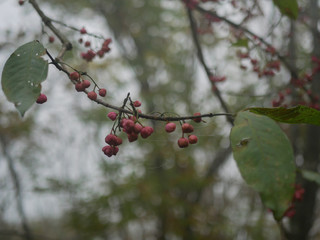 Wild berries