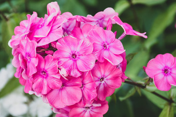 close up of a phlox pink flower