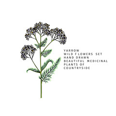 Hand drawn wild hay flowers. Yarrow milfoil. Medical herb. Colored engraved art. Botanical illustration. Good for cosmetics, medicine, treating, aromatherapy, nursing, package design field bouquet.