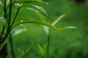 Green  nature  in  the  morning.