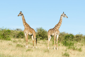 Two Masai giraffes (Giraffa Camelopardalis Tippelskirchii) in Maasai Mara National Reserve, Kenya