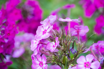 Fototapeta premium close up of a phlox pink flower