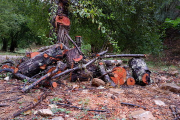 Árbol talado con ramas cortadas