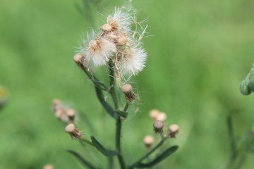 Selective focus on top dandelion and background made blur on purpose