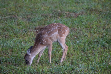 Fawn