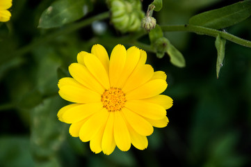  yellow calendula flowers on green background