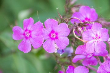 close up of a phlox pink flower