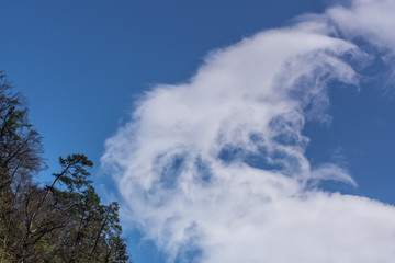 Fototapeta premium trees and white clouds at the sky