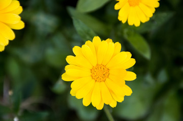  yellow calendula flowers on green background