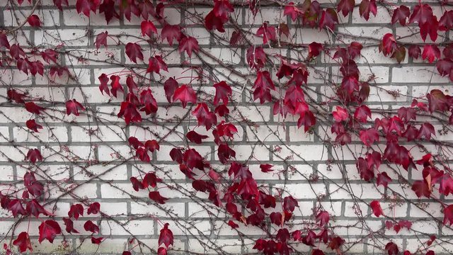 roter Bl&auml;tter von wildem Wein vor wei&szlig;er Mauer	
