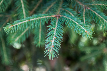 pine tree branches