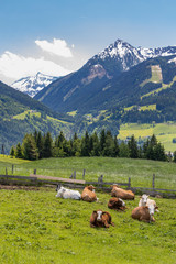 Herd of cows, Schladming Tauern, Austria