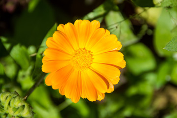  yellow calendula flowers on green background