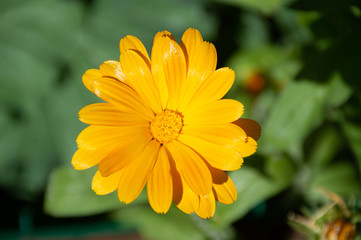  yellow calendula flowers on green background