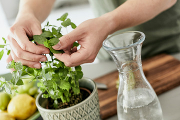 Person, die eine Wasser Karaffe mit Kräutern und geschnittenen Früchten befüllt