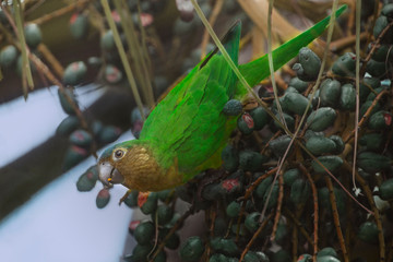 Haplopsittaca Amazonia cotorra cabecinegra